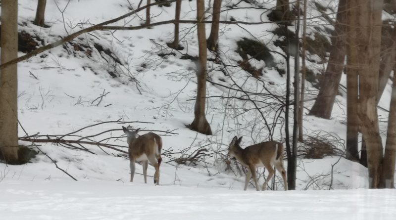 Snow and Deer
